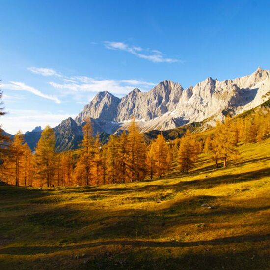 Dachstein mit Lärchenwald beim Wandern genießen